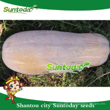 Suntoday easy management venta dulce calabaza semillas tailandia havester brillar núcleos de piel gws (19005)